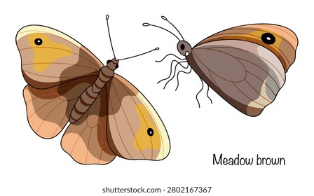 Two small, colorful butterflies with brown wings are depicted. Large black spots with a white dot in the center, resembling eyes, are located on the forewings. Meadow brown.