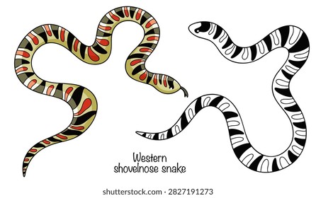 Two small hand-drawn snakes. They are sandy-brown with alternating red and black stripes. Isolated vector on a white background. Western shovelnose snake.