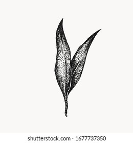 zwei kleine Blätter botanische handgezeichnet einzelne Vektorillustration Kunstwerke. Trendige Illustrationen zum Thema Grün für Hochzeiten. Zeichnungen für Ihre kreativen Projekte, Tätowierungen, Plakate, Blumenkompositionen, Grafikdesign.