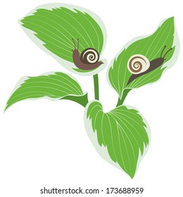 Two snails on hosta leaves on white background