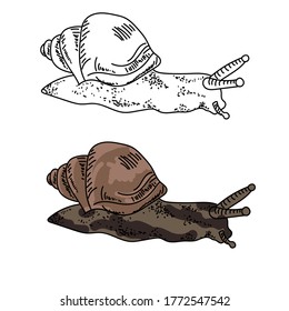 Two snails outline and colored, natural colors on biology object, vector hand draw illustration for design and creativity