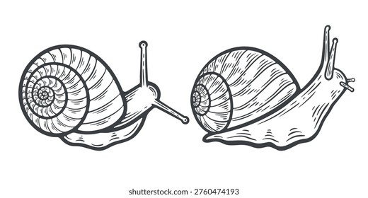 Two snails, top, side view, slugs crawling, lines, hand-drawn, black and white, graphic illustration, engraving isolated
