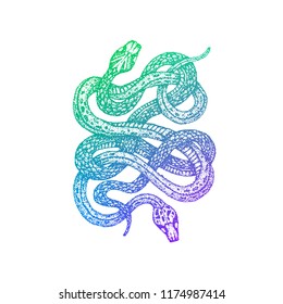 Two Snakes Colorful Sketch. Vector Illustration of T-Shirt Design. Tattoo Hand Drawn.