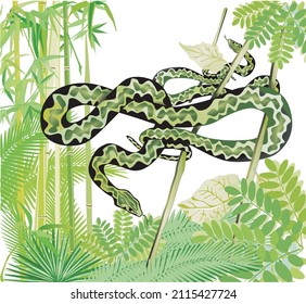 Two snakes in the Jungle, illustration