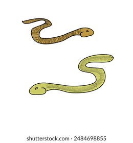 two snakes - mysterious reptiles