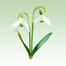 Two Snowdrops On An Isolated Background. 3d Vector Illustration