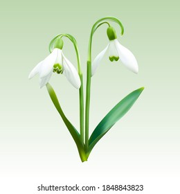 Two snowdrops on an isolated background. 3d vector illustration