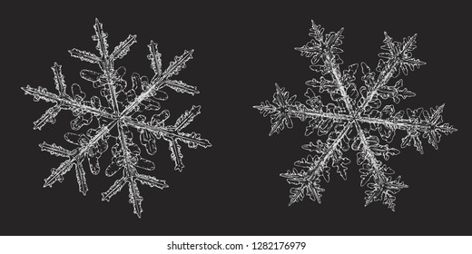 Two snowflakes isolated on black background. Vector illustration based on macro photos of real snow crystals: stellar dendrites with fine hexagonal symmetry, complex inner structure and ornate shapes.