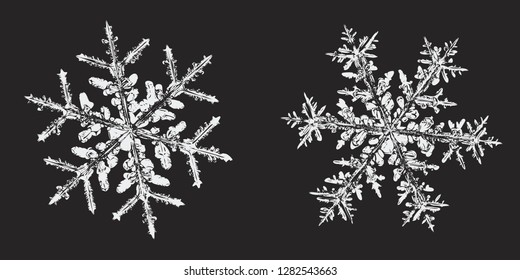 Two snowflakes isolated on black background. Vector illustration based on macro photos of real snow crystals: stellar dendrites with fine hexagonal symmetry, complex inner structure and ornate shapes.