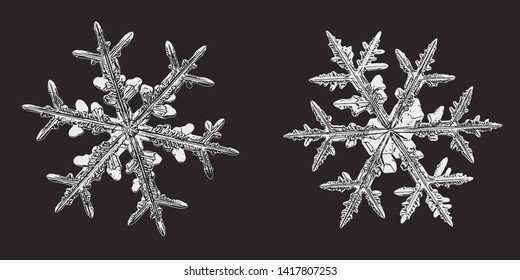 Two snowflakes isolated on black background. Vector illustration based on macro photos of real snow crystals: elegant stellar dendrites with fine hexagonal symmetry, ornate shapes and complex details.