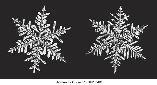 Two snowflakes isolated on black background. Vector illustration based on macro photos of real snow crystals: stellar dendrites with fine hexagonal symmetry, complex inner details and ornate shapes.