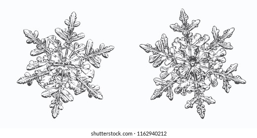 Two snowflakes isolated on white background. This vector illustration based on macro photo of real snow crystals: small stellar dendrites with hexagonal symmetry, ornate shape and thin, elegant arms.