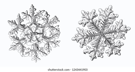 Dos copos de nieve aislados en fondo blanco. Ilustración vectorial basada en macrofotos de cristales de nieve reales: complejos dendritos estelares con simetría hexagonal, formas ornamentales y detalles interiores elegantes.