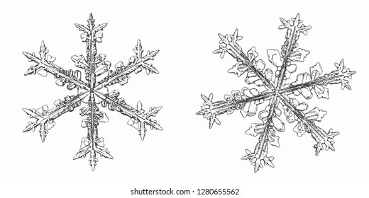 Two snowflakes isolated on white background. Vector illustration based on macro photos of real snow crystals: elegant stellar dendrites with hexagonal symmetry, ornate shapes and complex details.