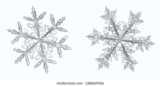 Two snowflakes isolated on white background. Vector illustration based on macro photos of real snow crystals: complex stellar dendrites with hexagonal symmetry, elegant shapes and beautiful patterns.