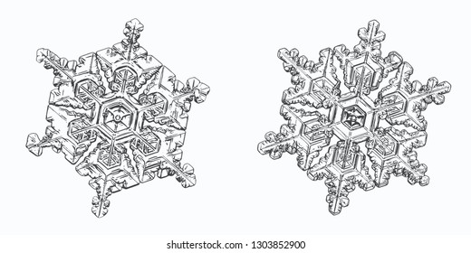 Dos copos de nieve aislados en fondo blanco. Ilustración vectorial basada en macrofotos de cristales de nieve reales: elegantes dendritas estelares con fina simetría hexagonal, formas ornamentadas y detalles complejos.