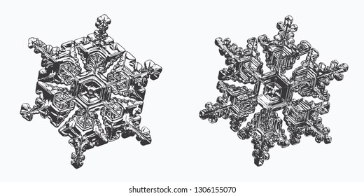 Two snowflakes isolated on white background. Vector illustration based on macro photos of real snow crystals: elegant star plates with hexagonal symmetry, beautiful shapes and glossy relief surface.
