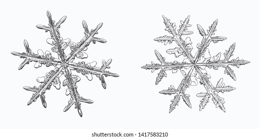 Two snowflakes isolated on white background. Vector illustration based on macro photos of real snow crystals: elegant stellar dendrites with fine hexagonal symmetry, ornate shapes and complex details.
