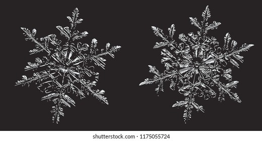 Two snowflakes on black background. This vector illustration based on macro photo of real snow crystals: small stellar dendrites with hexagonal symmetry, ornate shape and thin, elegant arms.