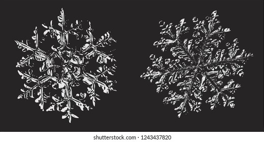 Two snowflakes on black background. Vector illustration based on macro photos of real snow crystals: elegant stellar dendrites with hexagonal symmetry, complex ornate shapes and complex inner details.