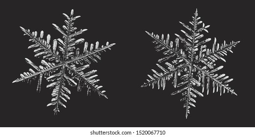 Two snowflakes on black background. Vector illustration based on macro photos of real snow crystals: stellar dendrites with fine hexagonal symmetry, complex inner structure and ornate shapes.