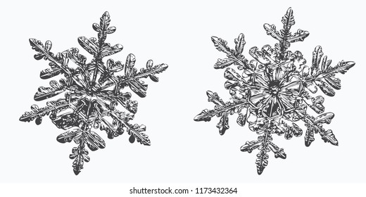 Two snowflakes on white background. This vector illustration based on macro photo of real snow crystals: small stellar dendrites with hexagonal symmetry, ornate shape and thin, elegant arms.