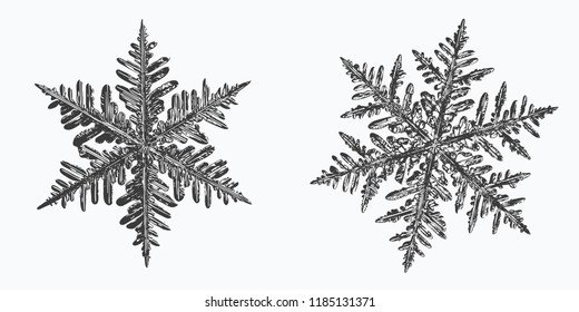 Two snowflakes on white background. This vector illustration based on macro photo of real snow crystals: elegant stellar dendrites with fine hexagonal symmetry, complex shapes and thin, ornate arms.