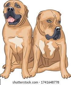 Two South African Boerboel breed dogs isolated on white background.