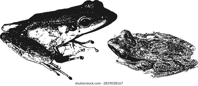 of two Southeast Asian frogs in rough grunge texture stencil photocopy silhouette vector illustration