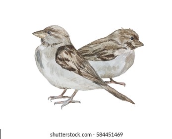 Two sparrows in watercolor. Hand drawn painting illustration. 