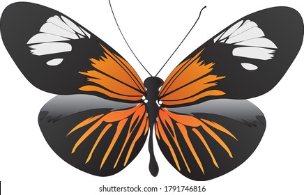 Two species of the genus Heliconius with müllerian mimicry (similar wing patterns) implying that both species are toxic.