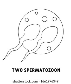 Dos vectores de icono de glifo espermatozoico sobre fondo blanco. Signo de símbolo de icono de dos espermatozoones de vector plano de la colección moderna de partes del cuerpo humano para el concepto móvil y el diseño de aplicaciones web.