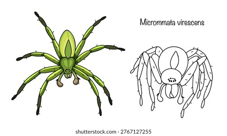 Two spiders are drawn in color and simply with lines. A beautiful spider with a slightly elongated body and long, thin legs. The green coloring is ideal for camouflage among grass and leaves.
