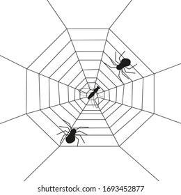 
Two spiders and a fly in a web