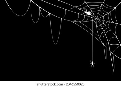 Two spiders with torn web at black background. Spider web for Halloween.