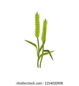 Two spikelets of barley with green leaves. Cereal plant. Agricultural crop. Harvest theme. Flat vector design