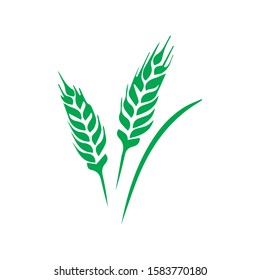Two spikelets of barley with green leaves. Cereal plant. Agricultural crop. Harvest theme. Flat vector design