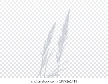 Two spikelets isolated on transparent background. Realistic Grey shadow. Rye or wheat cereals. Natural silhouette without blurring. Vector EPS10.