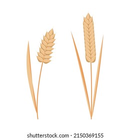 Two spikelets of wheat on a white background. vector illustration