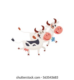 Two spotted cows walking together romantically, cartoon vector illustration isolated on white background. Funny cow holding daisy in mouth and walking together with a bull, dairy farm concept