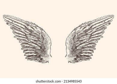 Two spread wings of an angel made of feathers isolated on a beige background.