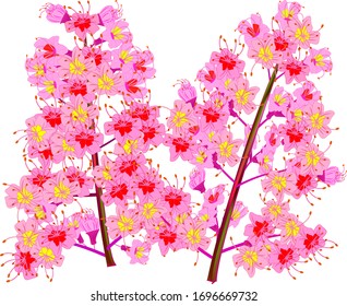 two sprigs of chestnut with pink flowers