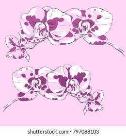 Two sprigs of flowering orchids on a pink background