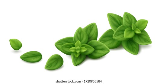 Two sprigs of fresh oregano (Origanum syriacum) with three single leaves isolated on white background. Realistic vector illustration.