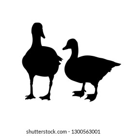 Two standing geese. Vector illustration isolated on white background