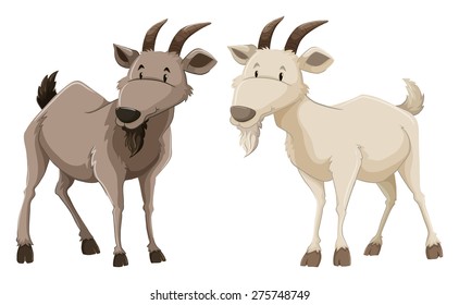 Two standing goats on white background