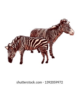 Two standing zebras. Vector graphics drawn in the technique of rough brush in calm colors