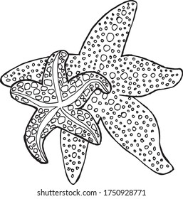 Two star fish in vector. Marine theme vector.