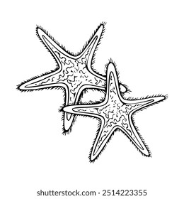 Two starfish animals black and white line vector illustration. Oceanic tropical animal with five rays from exotic ocean reef for nautical marine designs. Detailed ink graphic drawing