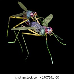 Two stilth legged flies mating pair in black background. Vector Illustration.